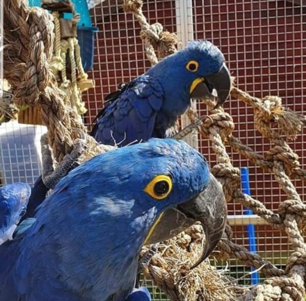 Adorable Babies Hyacinth Macaw - Image 2