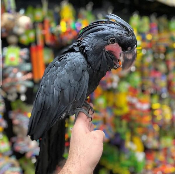 Black Palm Cockatoo