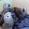 African Grey Congos (2 - Male and Female) With Cage