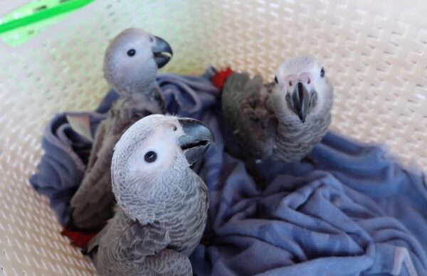 African Grey Congos (2 - Male and Female) With Cage