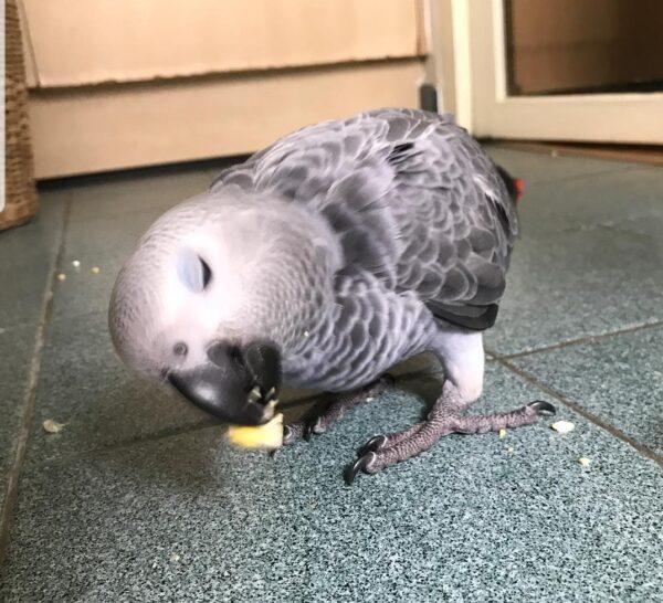 African Grey Congos (2 - Male and Female) With Cage - Image 2