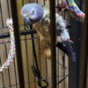 African Grey Congos (2 - Male and Female) With Cage - Image 3