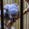 African Grey Congos (2 - Male and Female) With Cage - Image 4
