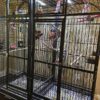 African Grey Congos (2 - Male and Female) With Cage - Image 5