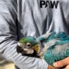 Male and Female Baby Macaw Parrot - Image 3