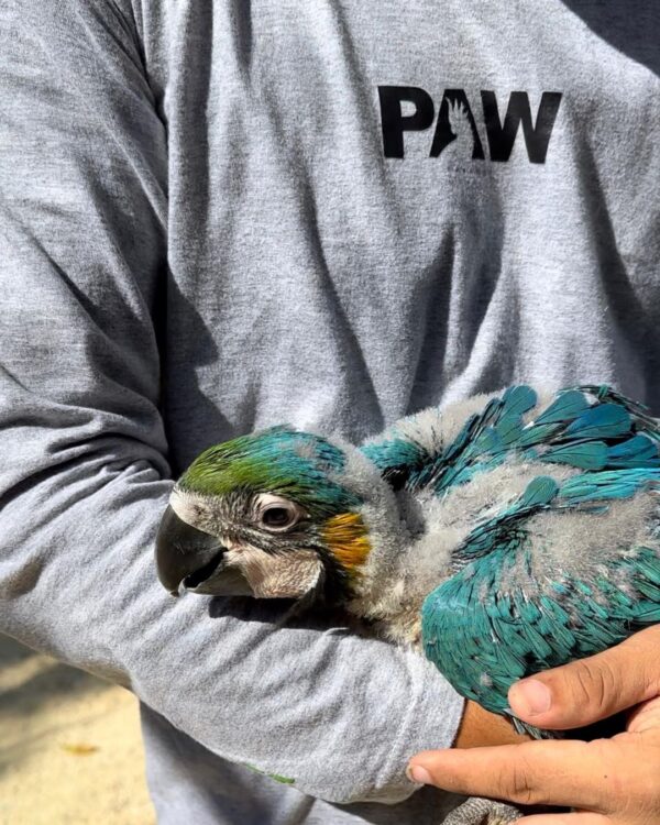 Male and Female Baby Macaw Parrot - Image 3