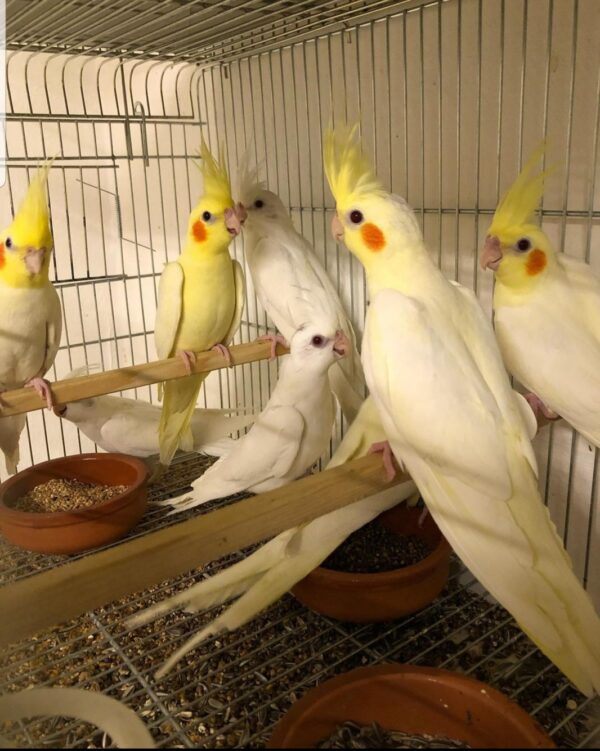 Cockatiels