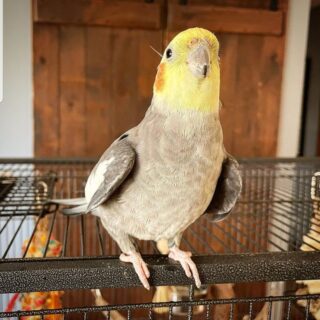 cockatiels pet birds for sale