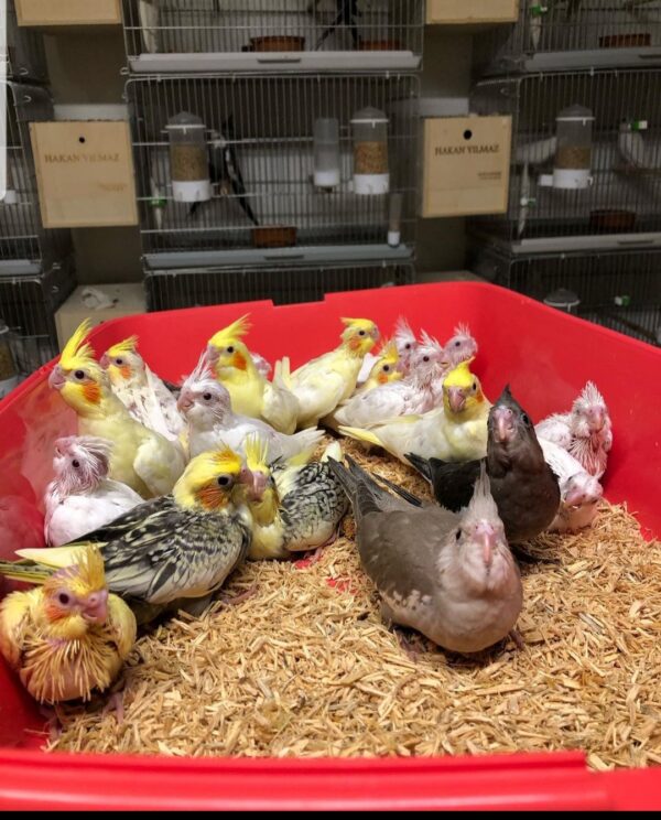 Cockatiel Chicks