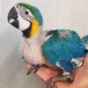 Baby Blue & Gold Macaw Parrot - Image 2