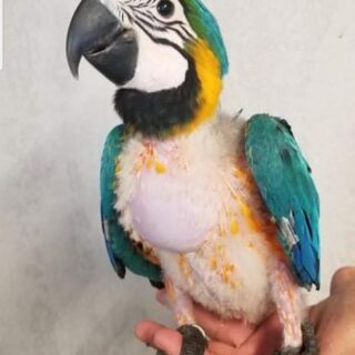 Baby Blue & Gold Macaw Parrot