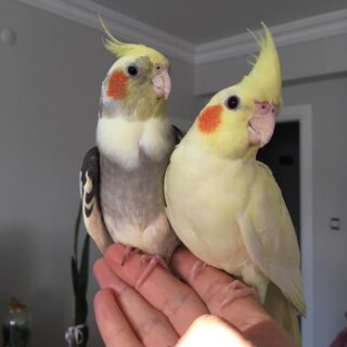 Bonded Pair Of Cocktails