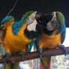 Anton & Annet