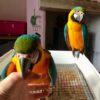 Blue and Gold Macaw Pair - Image 2