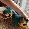 Blue and Gold Macaw Pair - Image 3
