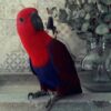 Rosie - Image 2