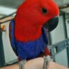 Rosie - Image 3
