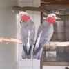 Male and Female Galah Cockatoo Parrots - Image 4