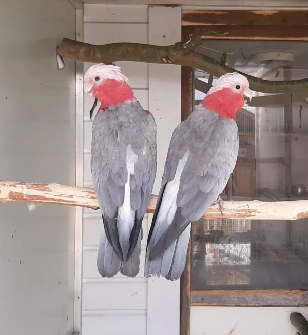Male and Female Galah Cockatoo Parrots - Image 4