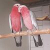 Male and Female Galah Cockatoo Parrots