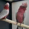 Male and Female Galah Cockatoo Parrots - Image 2