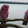 Male and Female Galah Cockatoo Parrots - Image 3
