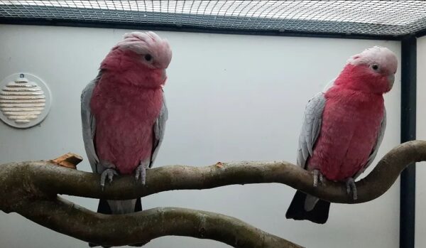 Male and Female Galah Cockatoo Parrots - Image 3