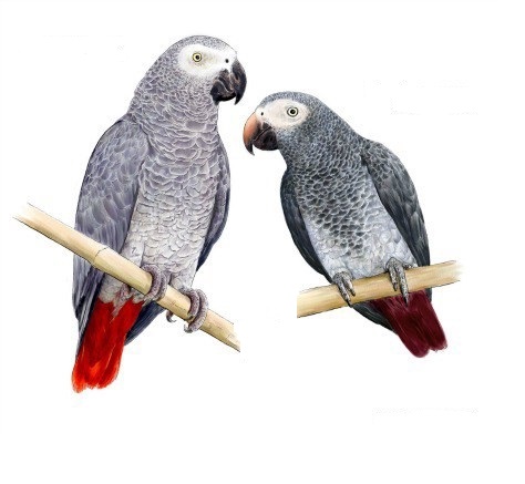 African Grey Parrot