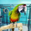 Male Military Macaw
