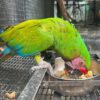 Male Military Macaw - Image 2