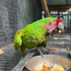Male Military Macaw - Image 3