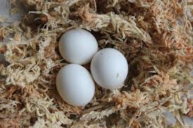 Black Palm Cockatoos Eggs