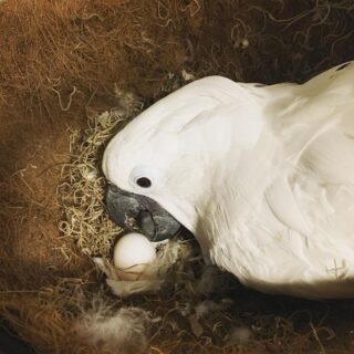 Blue-eyed Cockatoo eggs