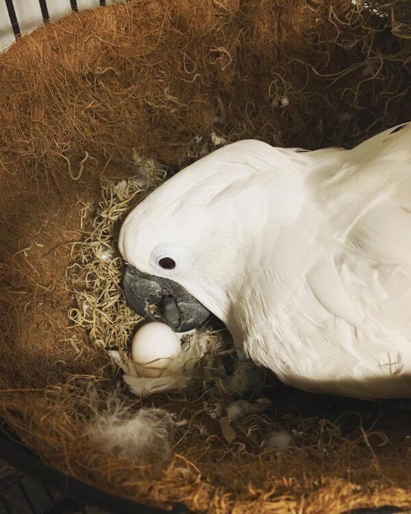 Blue-eyed Cockatoo eggs