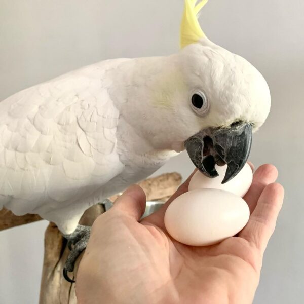 Sulphur-crested Cockatoo eggs - Image 2