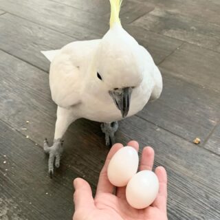 Sulphur-crested Cockatoo eggs