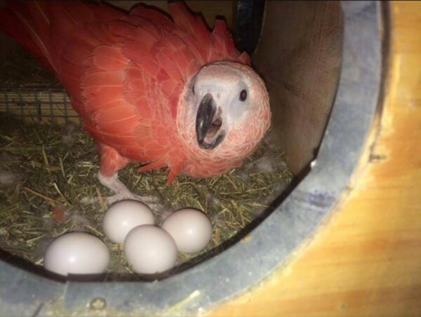 Red Factor African Parrot Eggs